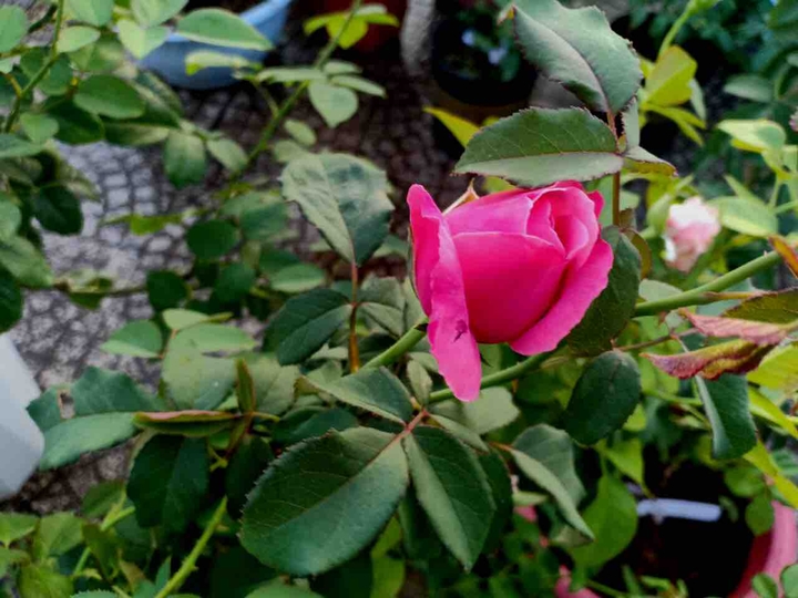 hoa hồng