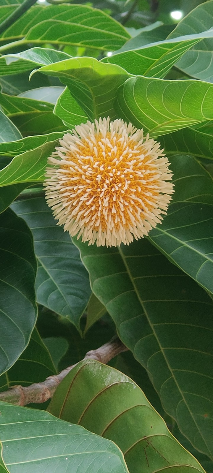 flower with nature