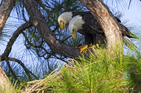 tapety eagle, accipitridae