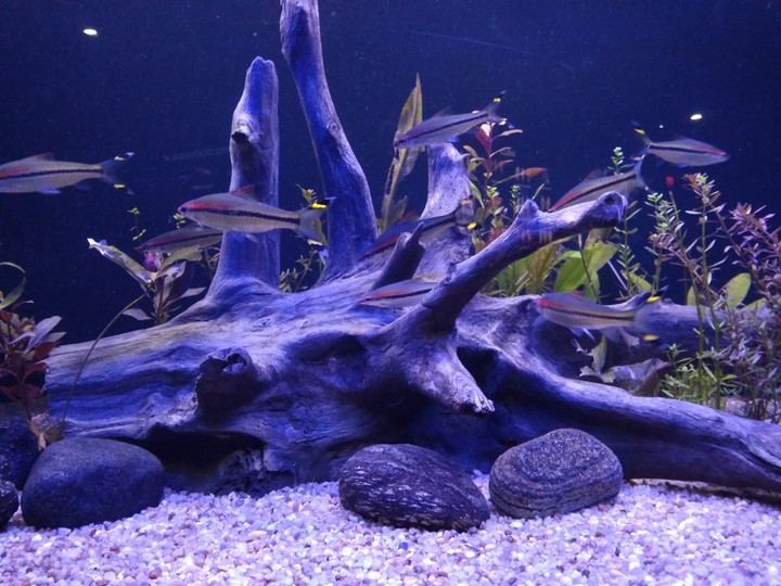 small fishes