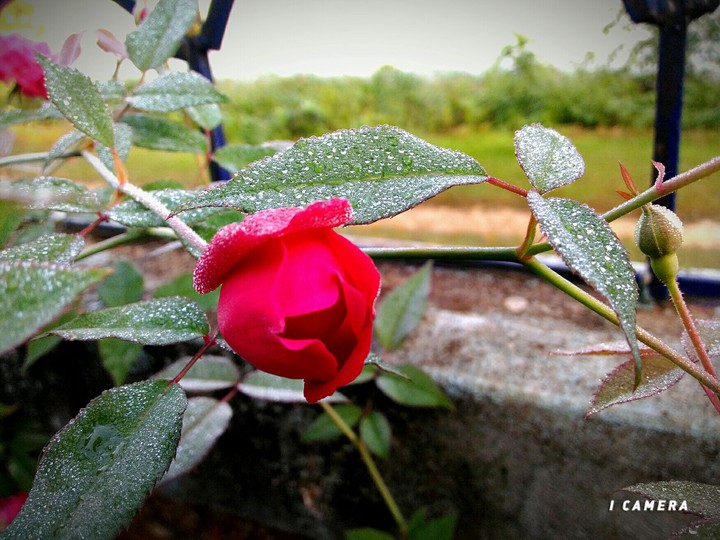rose