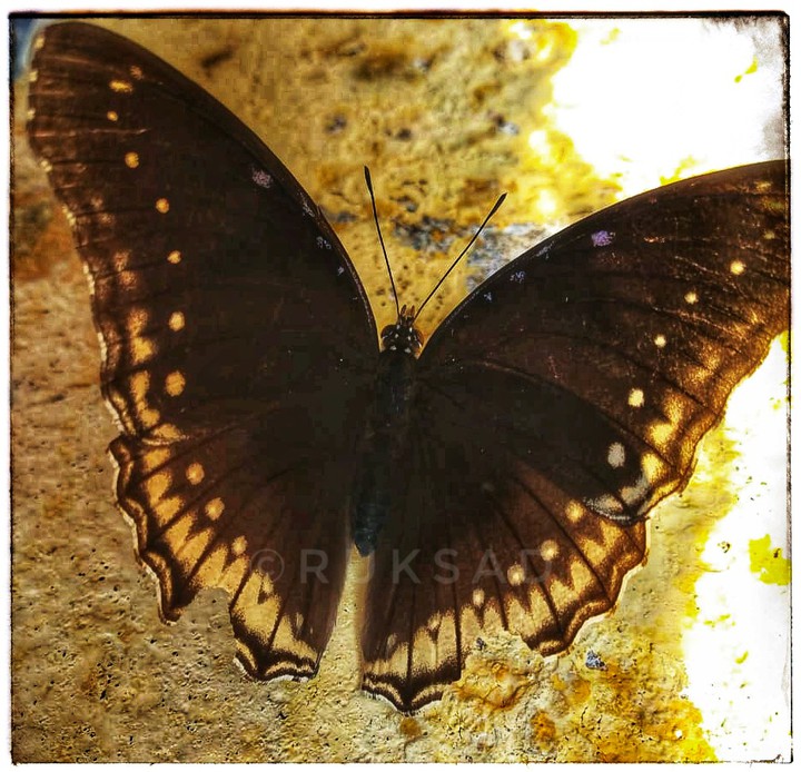 butterfly