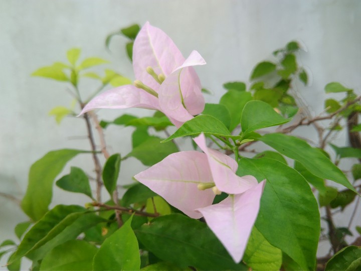 Plant