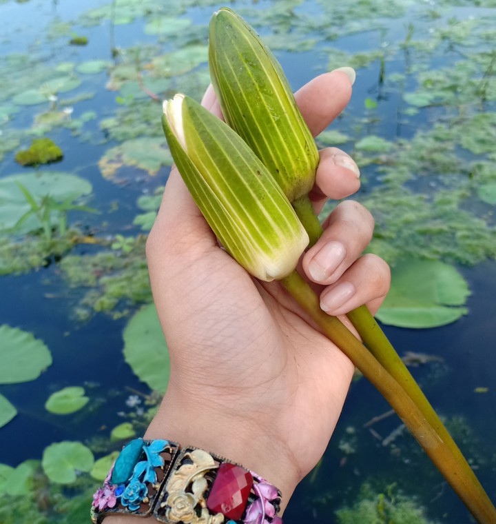 শাপলা বিল