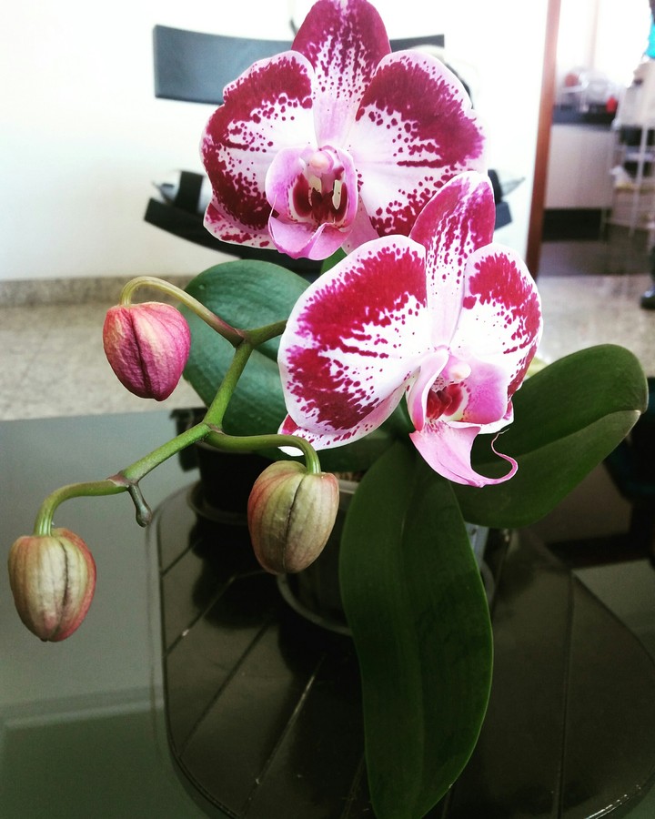 Orquidea