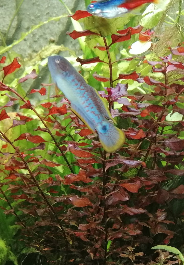 Pastellgrundel