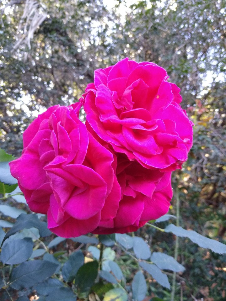 rose