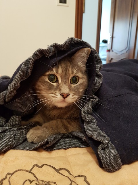 Sissi