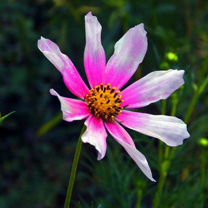 Pink flower