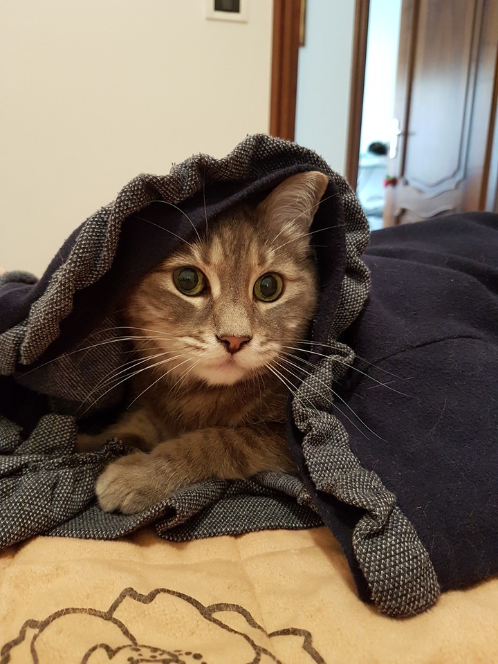 Sissi
