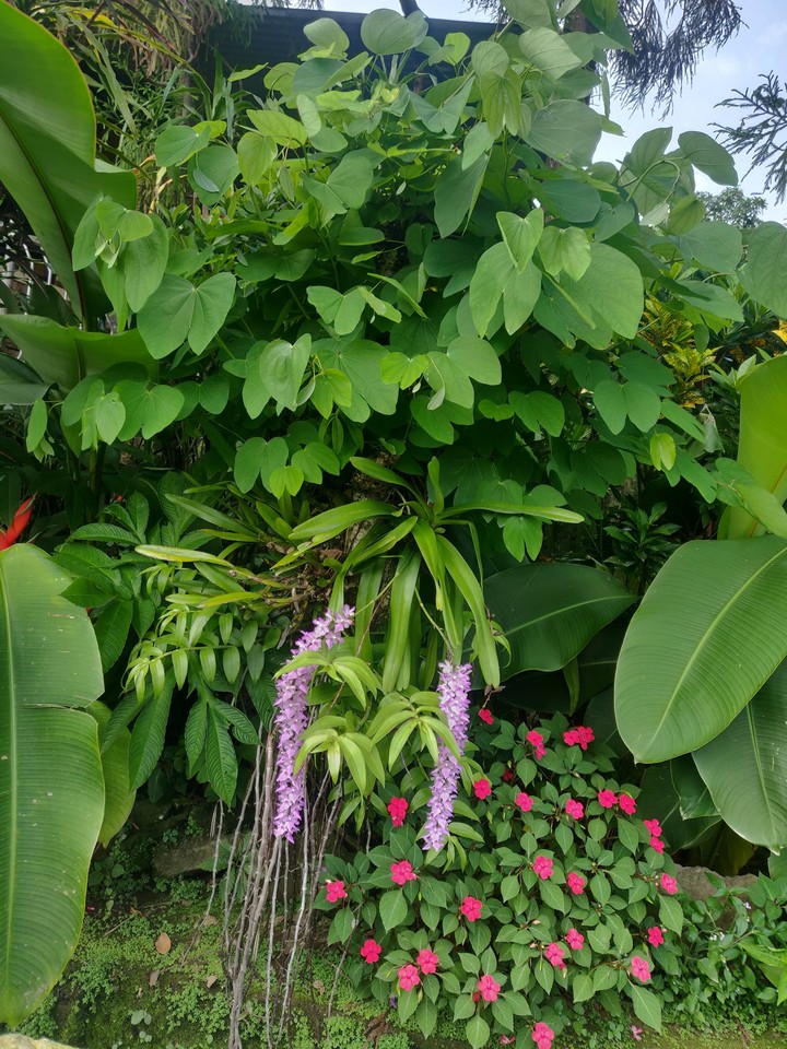 Flora in cleanest village in India