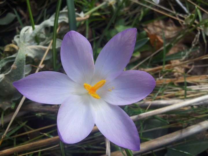 Frühblüher