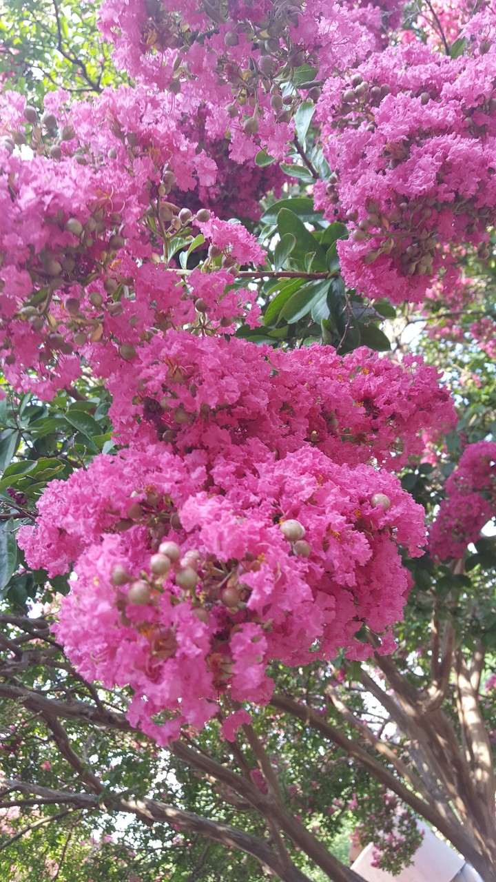 pink crate myrtle
