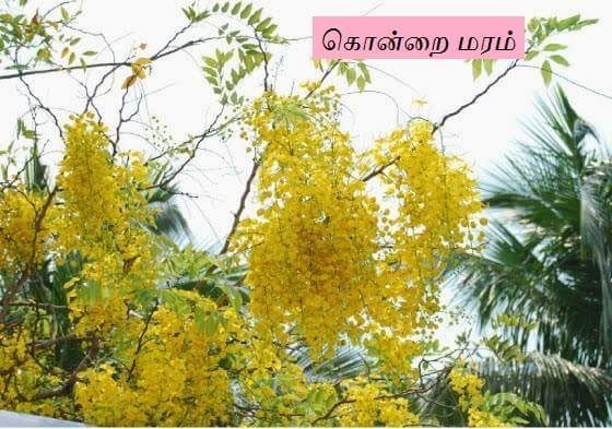 கொன்றை மரம்