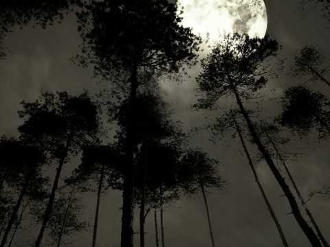 moonlight