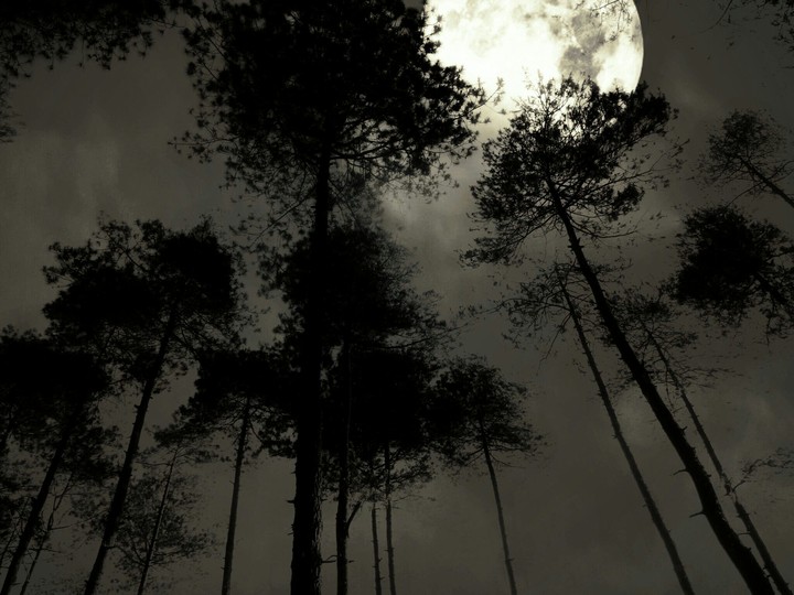 moonlight