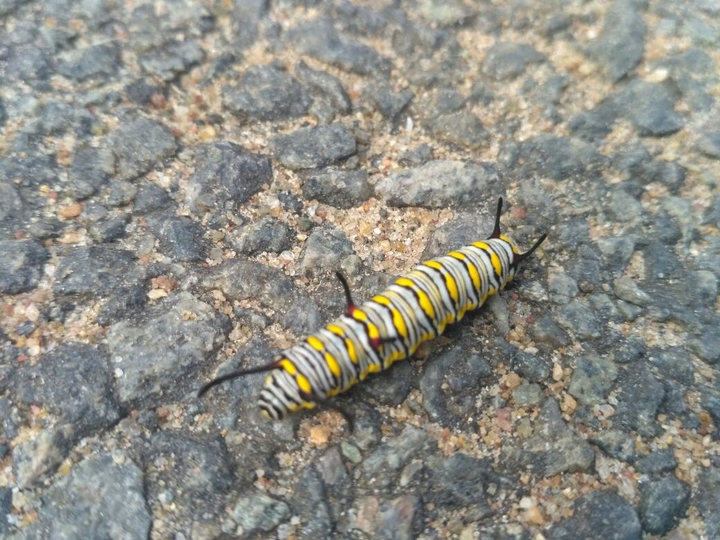 sweet little insect