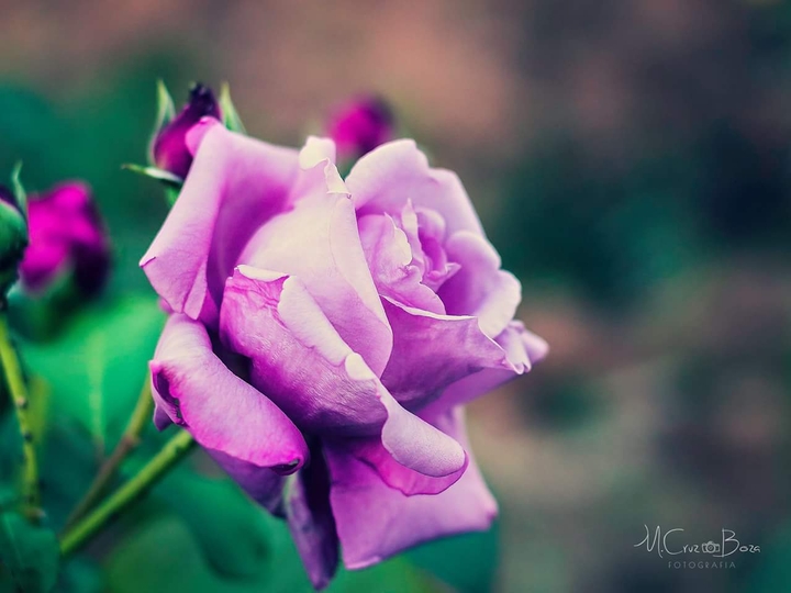 Rosa delicada
