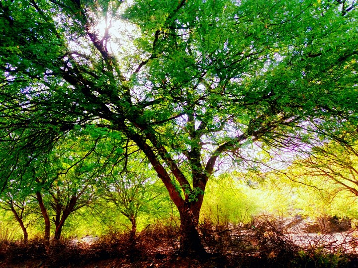 shining green tress