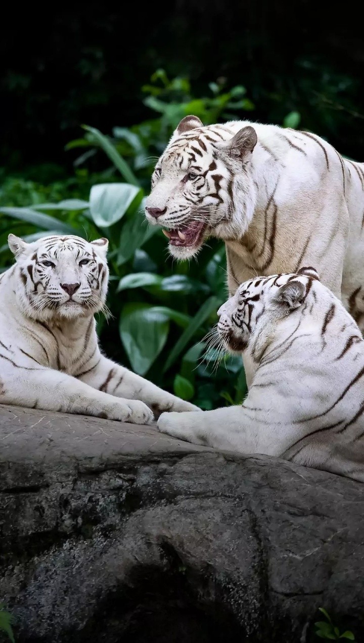 White Tigers...