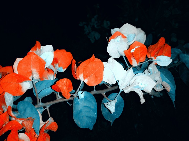 flowers