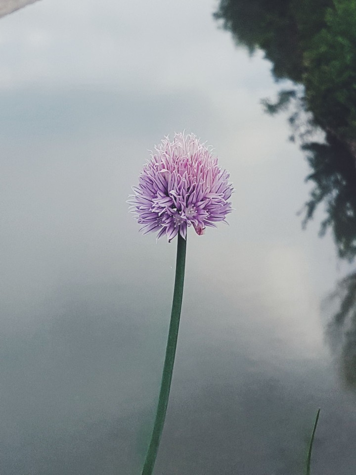 flowers of parma