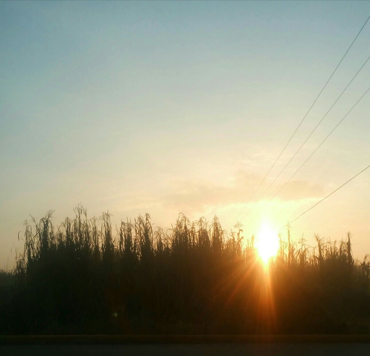 Amanecer tras el maizal...
