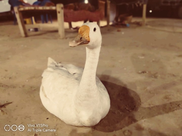 Duck