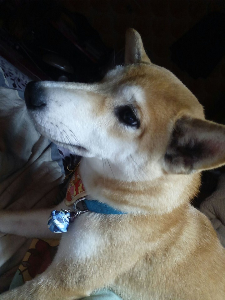 dog