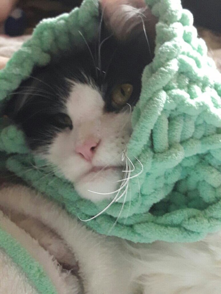 Кот-бабуська Персик