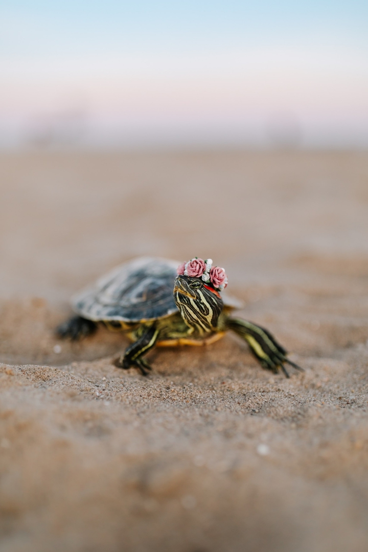tortoise