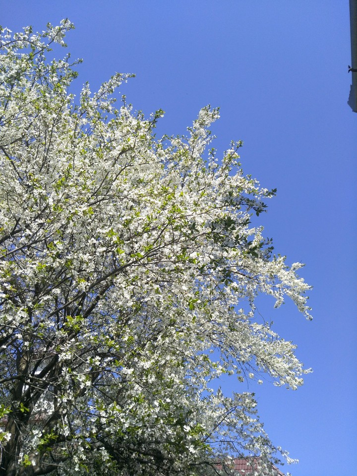 bloom