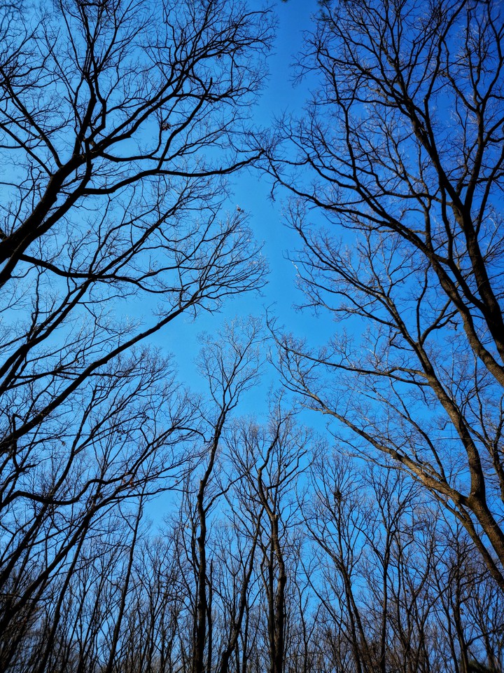 Wonderful tree in the winter forest