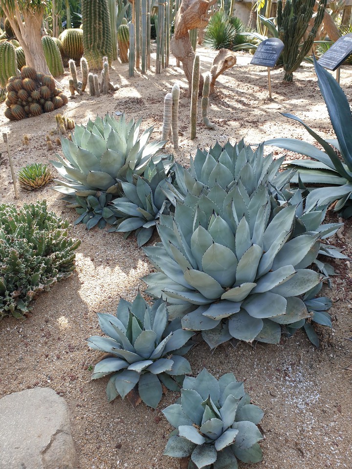 꽃처럼