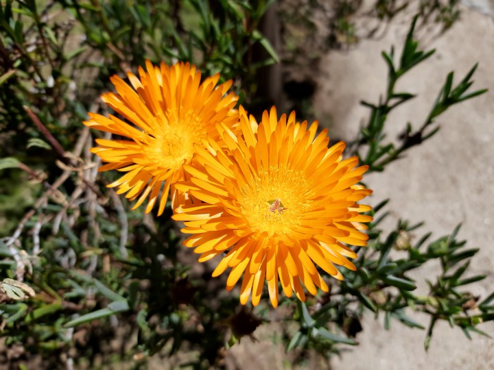 Flowers