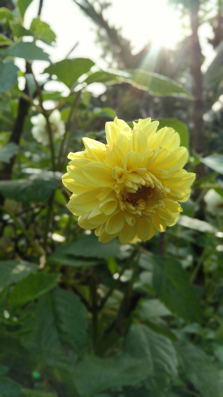 Flower in the evening!!