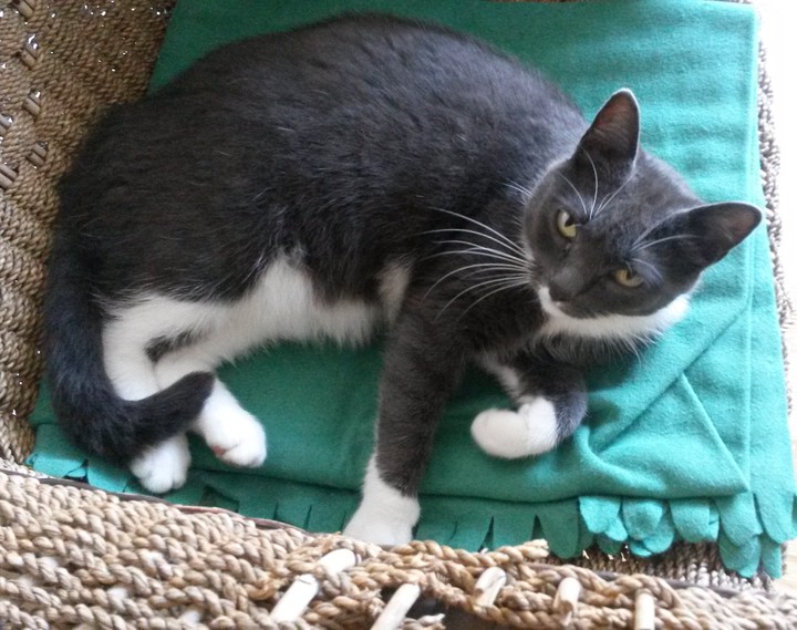 Cat