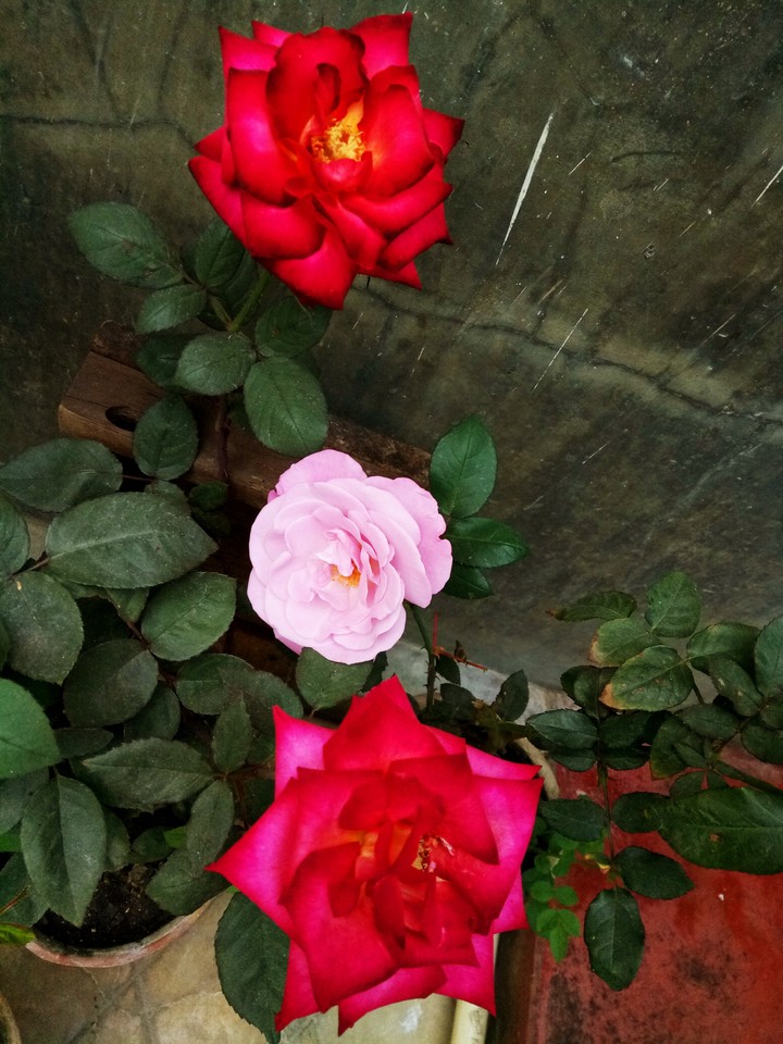 Rose love