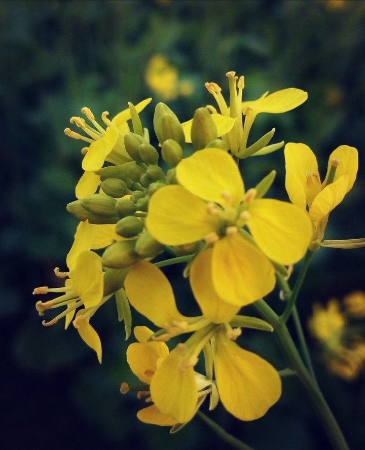 Mustard flower