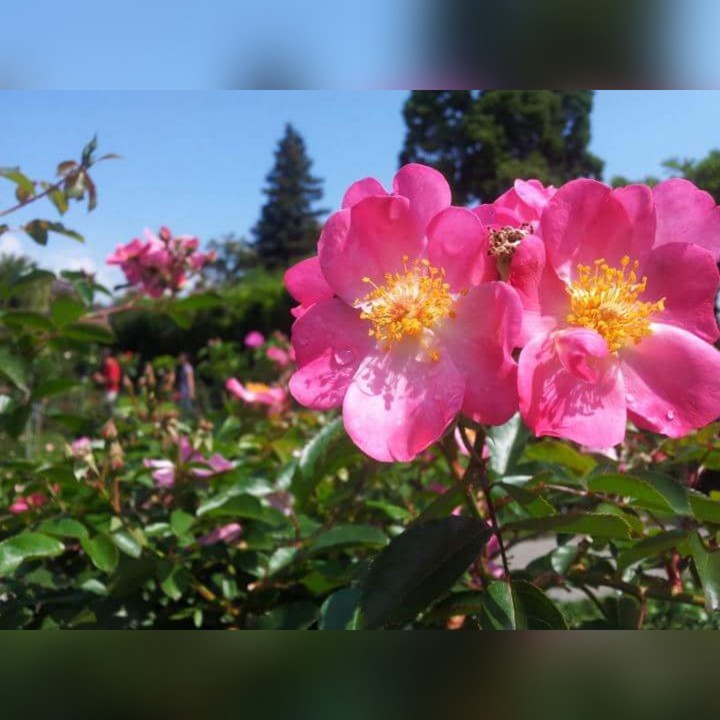 pink flowers Rose