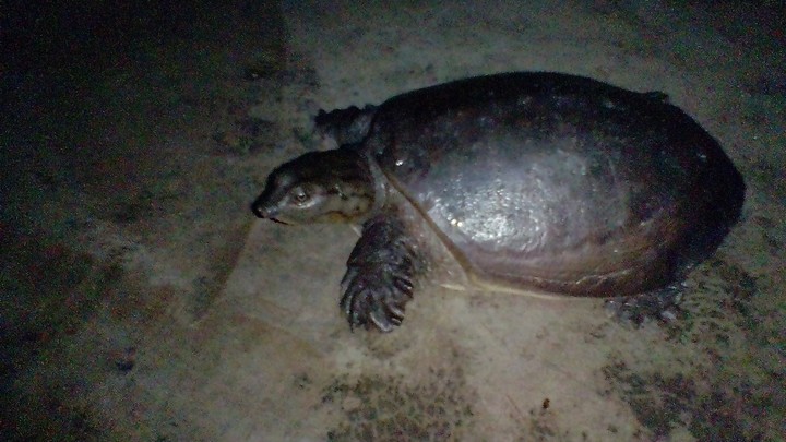 TURTLE
