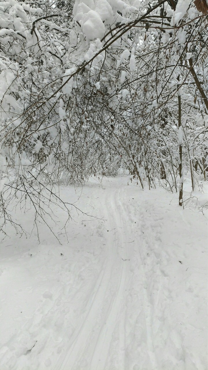 зима лес