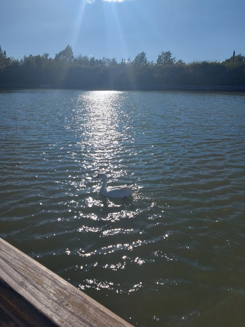 swan