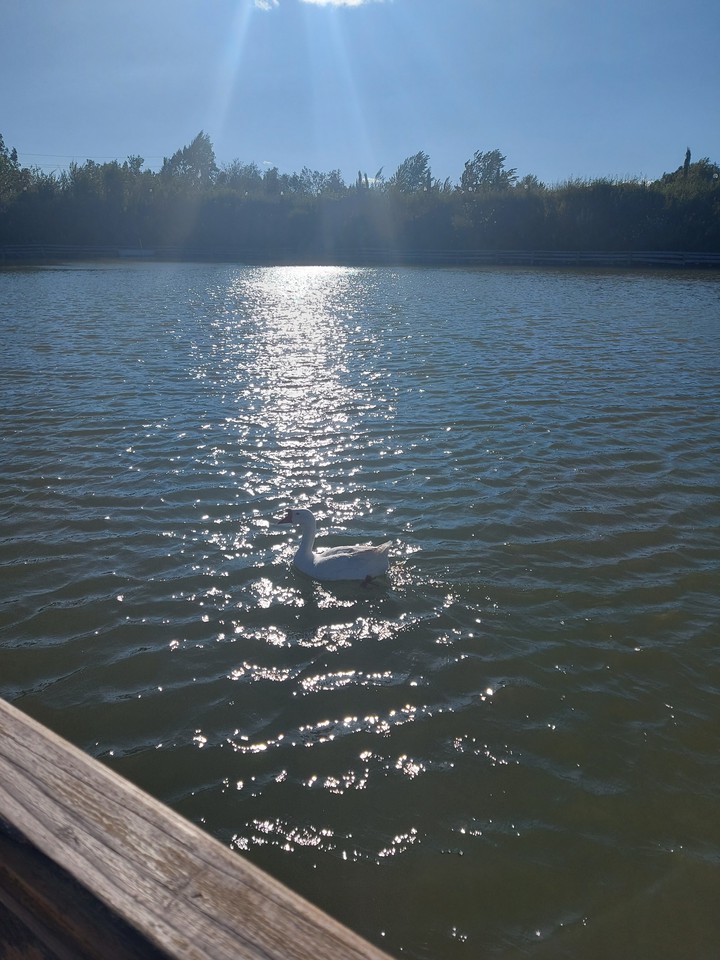 swan