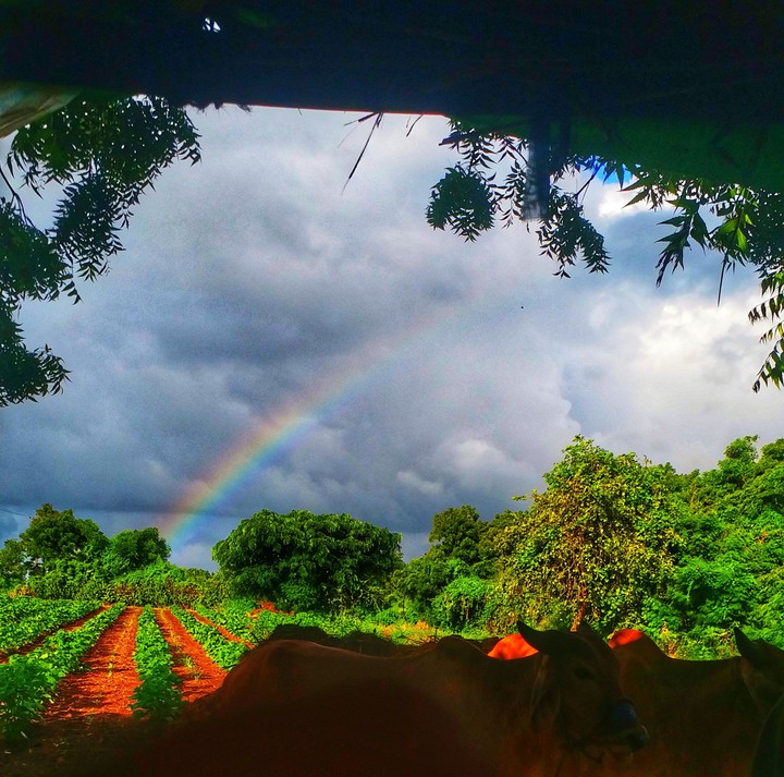 Rainbow