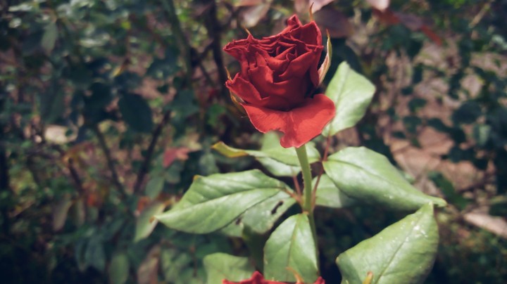 rose