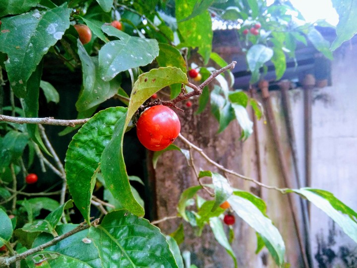 luvikka ( fruit )