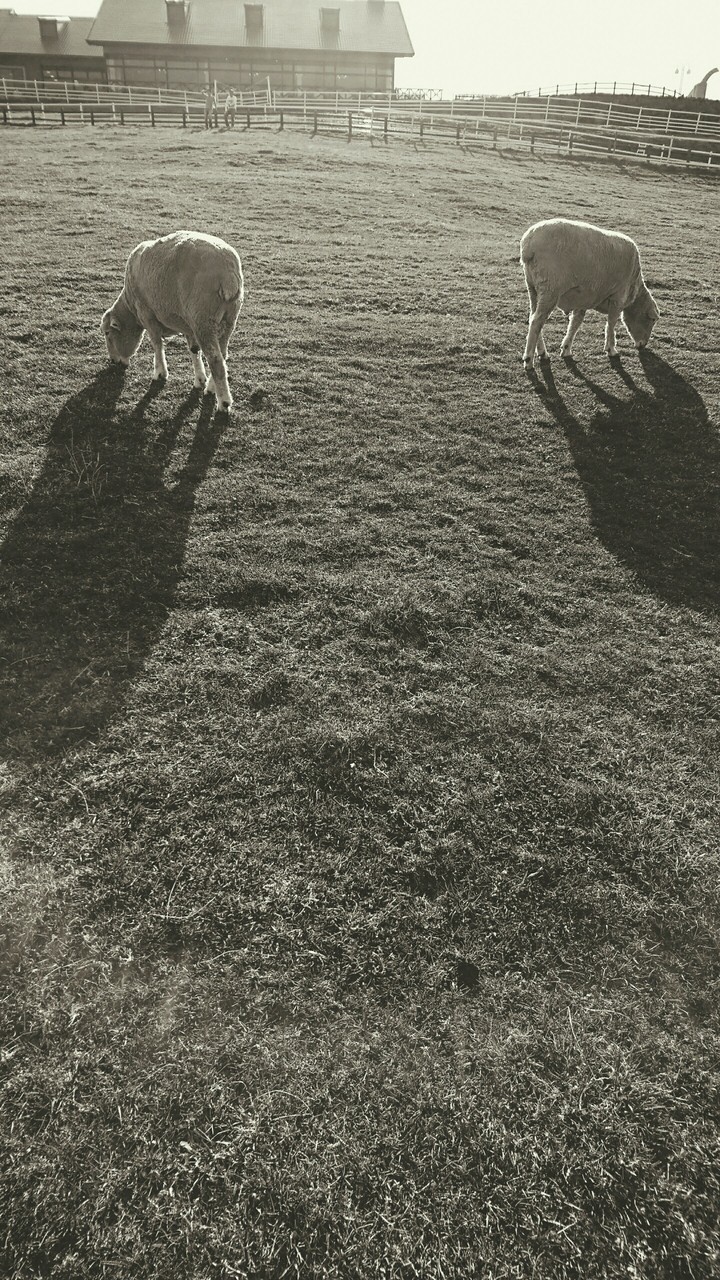 in the ranch