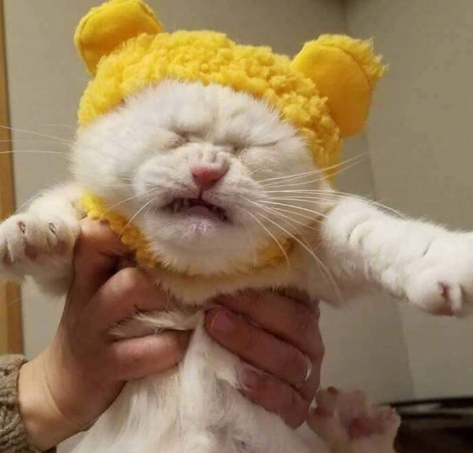 CAT_sama