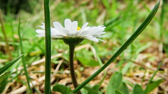 Lily